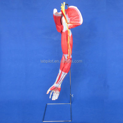 Modello di dimostrazione didattica di strutture anatomiche dettagliate per i muscoli degli arti superiori