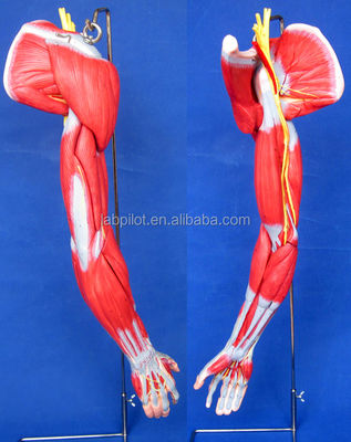 Modello di dimostrazione didattica di strutture anatomiche dettagliate per i muscoli degli arti superiori