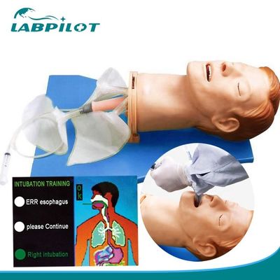 Testa di intubazione di anatomia vivida per modello elettronico multifunzionale di gestione delle vie aeree