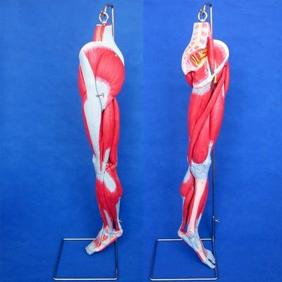 Modello di insegnamento di muscoli anatomici delle gambe con 10 parti Muscoli degli arti inferiori Dimostrazione