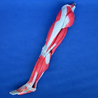 Modello di insegnamento di muscoli anatomici delle gambe con 10 parti Muscoli degli arti inferiori Dimostrazione