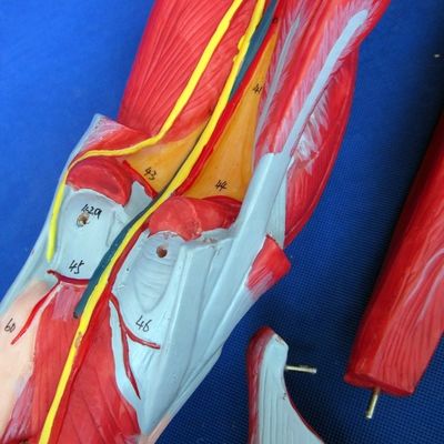 Modello di insegnamento di muscoli anatomici delle gambe con 10 parti Muscoli degli arti inferiori Dimostrazione