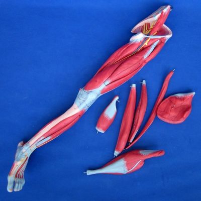 Modello di insegnamento di muscoli anatomici delle gambe con 10 parti Muscoli degli arti inferiori Dimostrazione