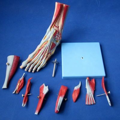 Muscoli umani Modelli anatomici avanzati Modello del piede a 9 parti con nervi e anatomia