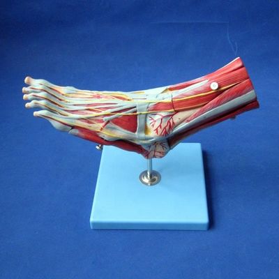Muscoli umani Modelli anatomici avanzati Modello del piede a 9 parti con nervi e anatomia