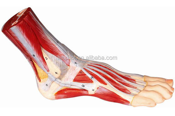 Scienze mediche Modello anatomico 3D accurato del piede umano per addestramento e dimostrazione