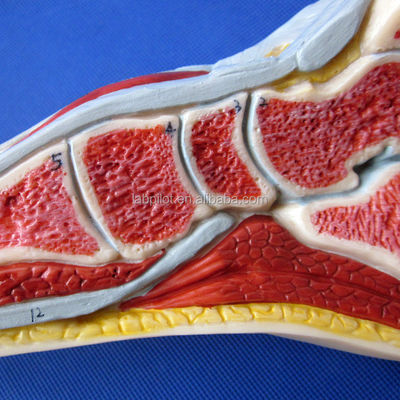 Modello anatomico del piede Dimensione della vita umana Sezione mediana sagittale dettagliata Anatomia