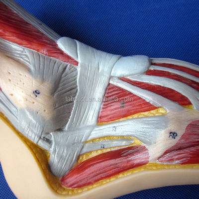 Modello anatomico del piede Dimensione della vita umana Sezione mediana sagittale dettagliata Anatomia