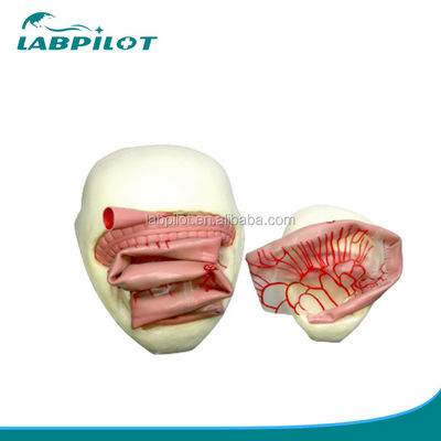 Modello di formazione per l'anastomosi intestinale in PVC per la pratica dell'anastomosi dell'intestino tenue