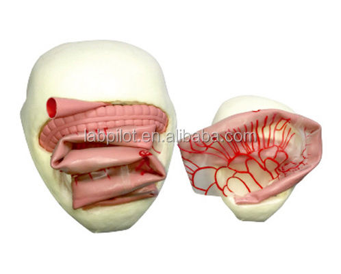 Modello di formazione per l'anastomosi intestinale in PVC per la pratica dell'anastomosi dell'intestino tenue