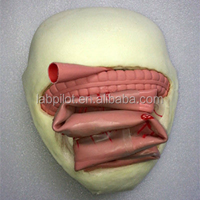 Modello di formazione per l'anastomosi intestinale in PVC per la pratica dell'anastomosi dell'intestino tenue