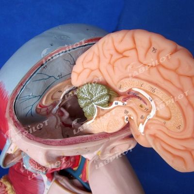 Vantaggio di 333 posizioni numerate Anatomia umana Modello del corpo con muscoli e organi