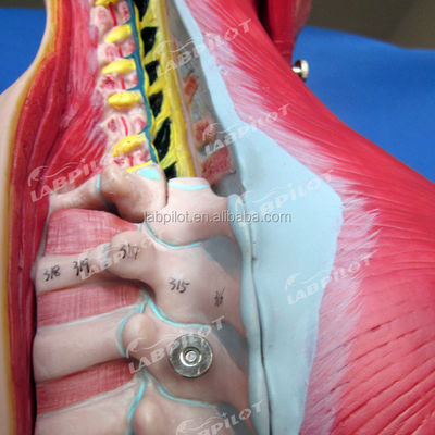 Vantaggio di 333 posizioni numerate Anatomia umana Modello del corpo con muscoli e organi