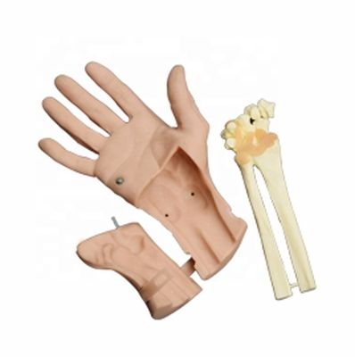 Simulatore di allenamento per l'artroscopia del polso Discertibile Anatomia articolare della mano vivida per ospedali
