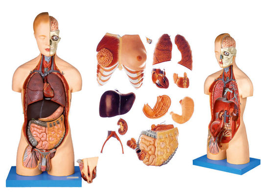 Vantaggio di 333 posizioni numerate Anatomia umana Modello del corpo con muscoli e organi