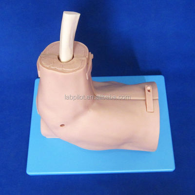 Modello di formazione di anatomia articolare della spalla con simulatore di artroscopia della spalla staccabile