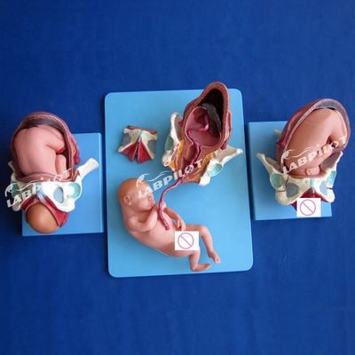 Modello di dimostrazione anatomica medica del parto Pelvis e modello del feto a termine