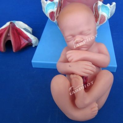 Modello di dimostrazione anatomica medica del parto Pelvis e modello del feto a termine
