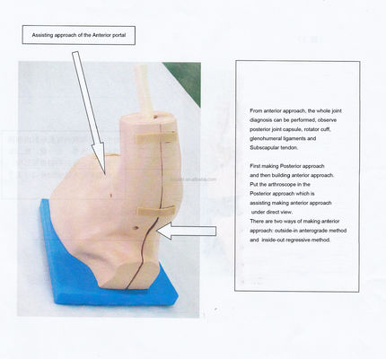 Modello di formazione di anatomia articolare della spalla con simulatore di artroscopia della spalla staccabile