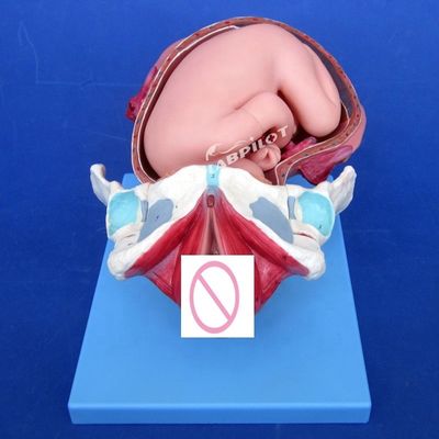 Modello di dimostrazione anatomica medica del parto Pelvis e modello del feto a termine