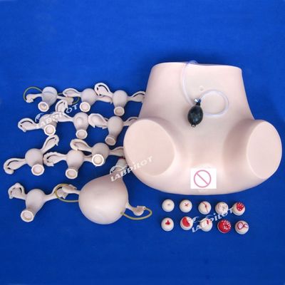 Esame ginecologico di palpazione PVC Manikin di formazione con funzione contraccettiva