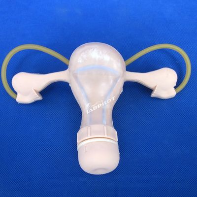 Contraccezione Esame pelvico dell'utero Formazione manichino Ginecologia medica Modello di cura