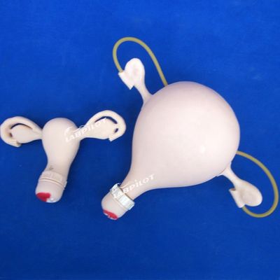 Esame ginecologico di palpazione PVC Manikin di formazione con funzione contraccettiva