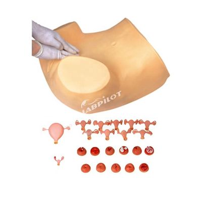 Formazione in maternità con manichino di formazione in infermieristica ginecologica