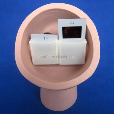 Modello di insegnamento di ispezione oculistica PVC per l'esame fundoscopico di dimensioni della vita umana