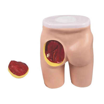 Modello di insegnamento completo dell'iniezione di IM per l'educazione ai muscoli del gluteo e all'anatomia