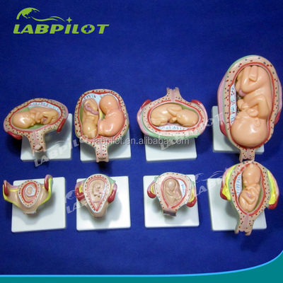 Porta la tua formazione medica al livello successivo con i simulatori di gravidanza anatomica