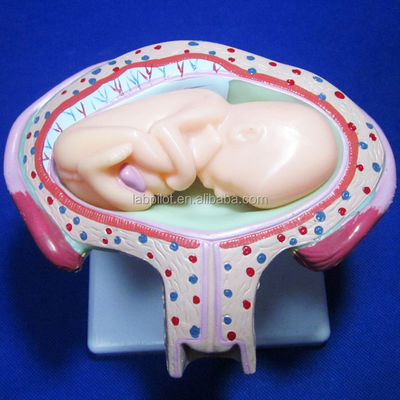 Porta la tua formazione medica al livello successivo con i simulatori di gravidanza anatomica