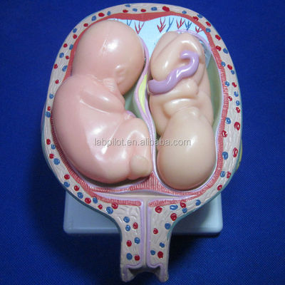Porta la tua formazione medica al livello successivo con i simulatori di gravidanza anatomica