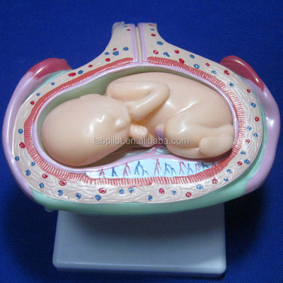 Porta la tua formazione medica al livello successivo con i simulatori di gravidanza anatomica