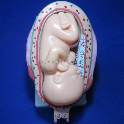 Porta la tua formazione medica al livello successivo con i simulatori di gravidanza anatomica