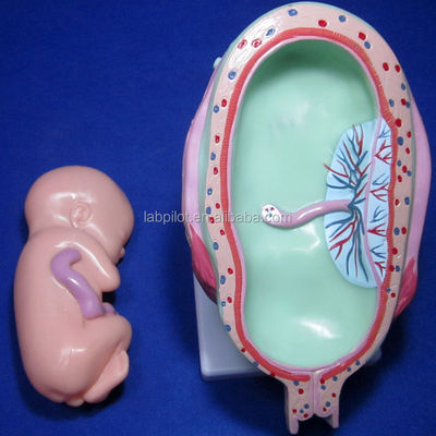 Porta la tua formazione medica al livello successivo con i simulatori di gravidanza anatomica