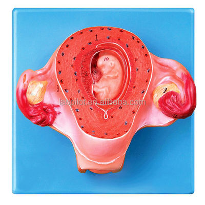 Modello avanzato di utero in PVC per il secondo mese di gravidanza