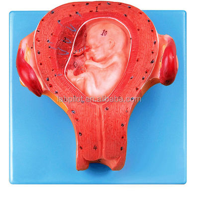 Prodotto in PVC avanzato Modello embrionale in gravidanza Terzo mese Utero con cordone ombelicale Modello