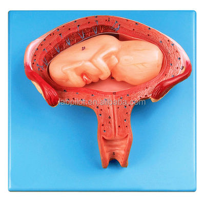 Scienze mediche manichino del quarto mese Modello embrionale per l'utero e l'anatomia dell'ovaio in gravidanza