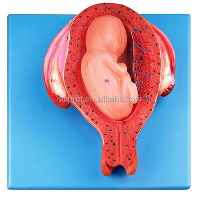 Modello di istoembriologia umana vivida Quinto mese Feto embrionale e utero Modello anatomico