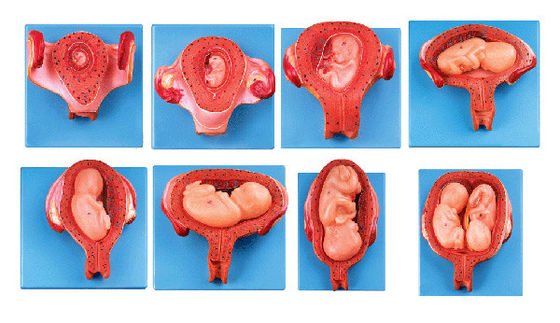 Modello di istoembriologia umana vivida Quinto mese Feto embrionale e utero Modello anatomico