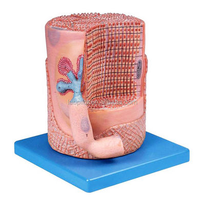 Scienze mediche avanzate di PVC Modello anatomico Fibre muscolari scheletriche Nucleo della cellula muscolare Modello 3D