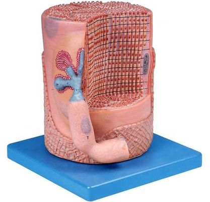 Scienze mediche avanzate di PVC Modello anatomico Fibre muscolari scheletriche Nucleo della cellula muscolare Modello 3D