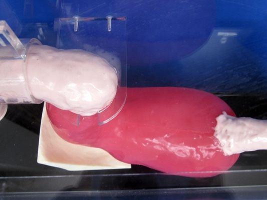 Gastroscopio di dimensioni umane Duodenoscopio ed ERCP per l'insegnamento dell'anatomia gastrointestinale