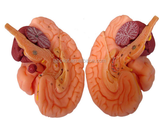 8 Parti Deluxe Insegnamento umano Modello di cervello plastico per ospedali Anatomia del sistema nervoso
