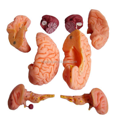 8 Parti Deluxe Insegnamento umano Modello di cervello plastico per ospedali Anatomia del sistema nervoso