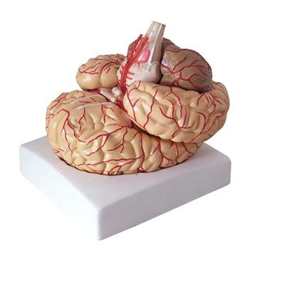Modello anatomico per la visualizzazione dell'anatomia del tronco cerebrale Strumento di insegnamento medico dell'emisfero