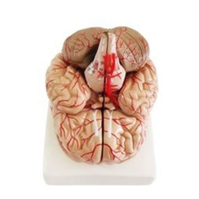 Modello anatomico per la visualizzazione dell'anatomia del tronco cerebrale Strumento di insegnamento medico dell'emisfero