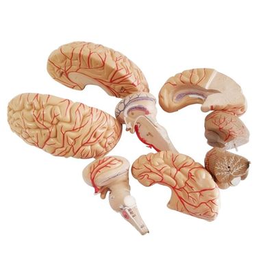 Modello anatomico per la visualizzazione dell'anatomia del tronco cerebrale Strumento di insegnamento medico dell'emisfero