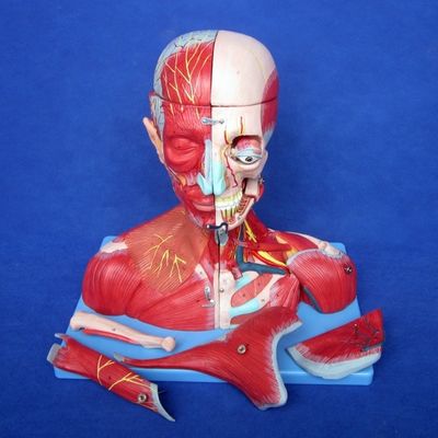 Studi medici PVC avanzato Muscoli della testa umana Nervi e cervello Modello anatomico del busto